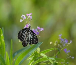 zxplwuhs16g8um https m lokmat com photos maharashtra looks good butterfly