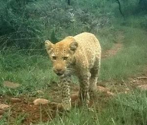 Pink leopard spotted in Rajasthan