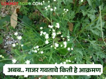 देशभरात ५० लाख हेक्टरवर गाजर गवताने केले आक्रमण; शेती उत्पादनात घट तर मानवी आरोग्यावर दूरगामी परिणाम - Marathi News | Parthenium grass invaded 50 lakh hectares across the country; Decline in agricultural production has far-reaching effects on human health | Latest News at Lokmat.com