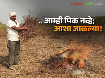 हताश शेतकऱ्यांचा टोकाचा निर्णय; काढणीचा खर्चही निघत नसल्याने पेटवून दिले सोयाबीन - Marathi News | Desperate farmers take extreme decision; They set soybeans on fire as they could not even cover the cost of harvesting | Latest News at Lokmat.com हताश शेतकऱ्यांचा टोकाचा निर्णय; काढणीचा खर्चही निघत नसल्याने पेटवून दिले सोयाबीन - Marathi News | Desperate farmers take extreme decision; They set soybeans on fire as they could not even cover the cost of harvesting | Latest News at Lokmat.com