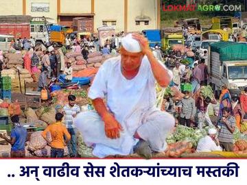 Bajar Samiti : बाजार समित्यांचा सेस वाढला; शेतमालाच्या बाजारभावावर काय होणार परिणाम? - Marathi News | Bajar Samiti: Cess of market committees increased; What will be the impact on the market price of agricultural produce? | Latest News at Lokmat.com