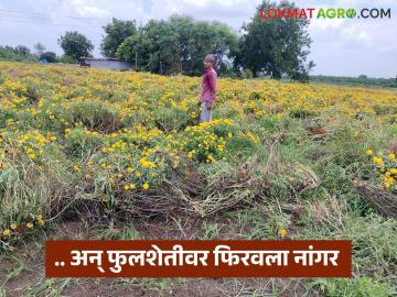तोडणीचा खर्चही निघेना; दोन एकरातील फुलशेतीवर शेतकऱ्याने फिरवला नांगर - Marathi News | Even the cost of harvesting was not covered; Farmer ploughed a two-acre flower farm | Latest News at Lokmat.com तोडणीचा खर्चही निघेना; दोन एकरातील फुलशेतीवर शेतकऱ्याने फिरवला नांगर - Marathi News | Even the cost of harvesting was not covered; Farmer ploughed a two-acre flower farm | Latest News at Lokmat.com