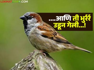 शेती ते निसर्ग सर्वांच्या फायद्याची 'चिऊताई' नष्ट होण्याआधी जपा! - Marathi News | Preserve the 'Chiutai' that benefits everyone from agriculture to nature before it is destroyed! | Latest News at Lokmat.com शेती ते निसर्ग सर्वांच्या फायद्याची 'चिऊताई' नष्ट होण्याआधी जपा! - Marathi News | Preserve the 'Chiutai' that benefits everyone from agriculture to nature before it is destroyed! | Latest News at Lokmat.com