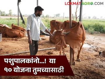 Animal Husbandry Scheme : पशुपालन करताय? पशुसंवर्धन विभागाच्या 'या' १० योजना तुमच्यासाठी! - Marathi News | Animal Husbandry Scheme : Animal husbandry? 'These' 10 Schemes of Animal Husbandry Department for you! | Latest agriculture News at Lokmat.com Animal Husbandry Scheme : पशुपालन करताय? पशुसंवर्धन विभागाच्या 'या' १० योजना तुमच्यासाठी! - Marathi News | Animal Husbandry Scheme : Animal husbandry? 'These' 10 Schemes of Animal Husbandry Department for you! | Latest agriculture News at Lokmat.com