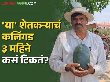 Watermelon : "मे महिन्यात तोडलेलं कलिंगड आम्ही भात लावणी पर्यंत खातो"; ३ महिने टिकणारं कलिंगड - Marathi News | Watermelon We eat watermelon picked in May until rice planting Watermelon that lasts for 3 months | Latest agriculture News at Lokmat.com