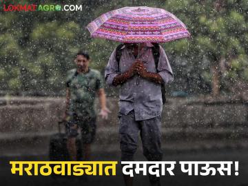 Maharashtra Rain : मराठवाड्यातील ४ जिल्ह्यात मुसळधार तर ४ जिल्ह्यांत संततधार - Marathi News | Maharashtra Rain: Heavy rain in 4 districts of Marathwada and continuous rain in 4 districts | Latest agriculture News at Lokmat.com Maharashtra Rain : मराठवाड्यातील ४ जिल्ह्यात मुसळधार तर ४ जिल्ह्यांत संततधार - Marathi News | Maharashtra Rain: Heavy rain in 4 districts of Marathwada and continuous rain in 4 districts | Latest agriculture News at Lokmat.com