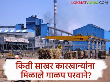 Sugar Factory : गाळपाला २० दिवस उलटले तरी राज्यातील 'एवढेच' साखर कारखाने सुरू - Marathi News | Sugar Factory Even after 20 days of silt only sugar factories in the state are open | Latest agriculture News at Lokmat.com