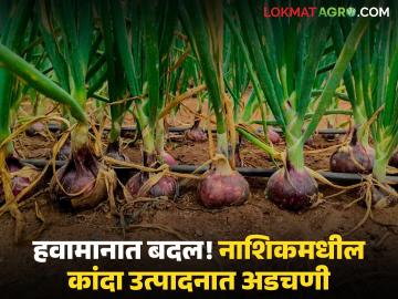 Onion Farming : वातावरणीय बदलाचा कांद्याला फटका; बागलाणमध्ये उत्पादनावर परिणाम होण्याची शक्यता - Marathi News | Onion Farming: Climate change hits onions; Production in Baglan likely to be affected | Latest agriculture News at Lokmat.com Onion Farming : वातावरणीय बदलाचा कांद्याला फटका; बागलाणमध्ये उत्पादनावर परिणाम होण्याची शक्यता - Marathi News | Onion Farming: Climate change hits onions; Production in Baglan likely to be affected | Latest agriculture News at Lokmat.com