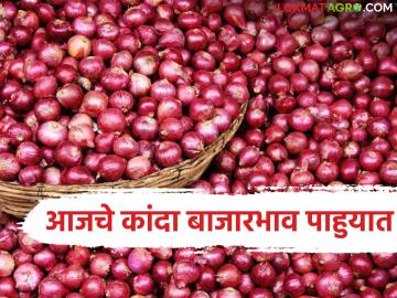 Kanda Market : अकोले, जुन्नर-ओतूर मार्केटमध्ये उन्हाळ कांद्याची आवक, आज काय दर मिळाले? - Marathi News | Latest News Summer onion arrival in Akole, Junnar-Otur markets, what was the price received today? | Latest News at Lokmat.com Kanda Market : अकोले, जुन्नर-ओतूर मार्केटमध्ये उन्हाळ कांद्याची आवक, आज काय दर मिळाले? - Marathi News | Latest News Summer onion arrival in Akole, Junnar-Otur markets, what was the price received today? | Latest News at Lokmat.com