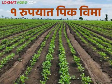 Kharif Pikvima यंदाच्या खरीपसाठीही मिळणार एक रुपयात पिक विमा - Marathi News | Kharif Pik Vima: crop insurance will be available for this year's kharif for one rupee | Latest News at Lokmat.com Kharif Pikvima यंदाच्या खरीपसाठीही मिळणार एक रुपयात पिक विमा - Marathi News | Kharif Pik Vima: crop insurance will be available for this year's kharif for one rupee | Latest News at Lokmat.com