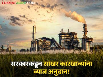 Sugar Factory : राज्य सरकार कारखान्यांवर मेहेरबान! ८४ साखर कारखान्यांसाठी १४ कोटींचे व्याज अनुदान - Marathi News | Sugar Factory State government favors factories! 14 crore interest subsidy for 84 sugar mills | Latest agriculture News at Lokmat.com