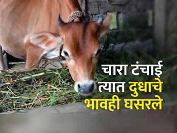 चाऱ्याचे संकट असतानाच दुधाचे दर घटल्याने उत्पादकांचे 'दिवाळे' - Marathi News | Farmers 'bankrupt' due to falling milk prices amid fodder crisis | Latest News at Lokmat.com