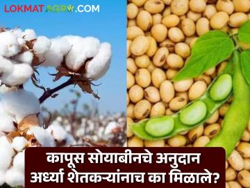 Cotton-Soybean Anudan : कापूस सोयाबीन अनुदानापासून ४७ लाख शेतकरी वंचित का? वाचा सविस्तर - Marathi News | Cotton Soybean Anudan Why are 47 lakh farmers deprived of cotton-soybean subsidy? Read in detail | Latest agriculture News at Lokmat.com