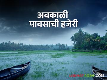 नाशिकच्या दिंडोरी तालुक्यात पाऊस; द्राक्ष पंढरी पुन्हा हादरली - Marathi News | heavy Rain in Nashiks Dindori Taluka grapes producer farmer damage agriculture maharashtra | Latest agriculture News at Lokmat.com