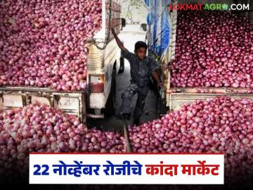 Today Kanda Market : लासलगाव मार्केटमध्ये उन्हाळसह लाल कांद्याची आवक, काय भाव मिळाला?