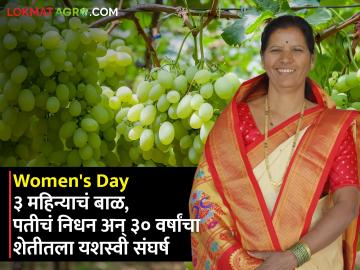 Womens Day : १७व्या वर्षी लग्न, ३ महिन्याचं बाळ अन् पतीचं निधन! पण 'त्या' खचल्या नाहीत; द्राक्षशेतीतून बदललं कुटुंबाचं रूपडं - Marathi News | Womens Day special farmer varsha boraste success story Husband died 21 when she was 3 months old grape export | Latest agriculture News at Lokmat.com