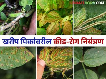 Crop Management : खरिपातील सोयाबीन, कापूस, मका पिकांवरील कीड-रोगांचे असे करा व्यवस्थापन - Marathi News | Crop Management Management of pests and diseases on soybean, cotton, maize crops in Kharip | Latest agriculture News at Lokmat.com Crop Management : खरिपातील सोयाबीन, कापूस, मका पिकांवरील कीड-रोगांचे असे करा व्यवस्थापन - Marathi News | Crop Management Management of pests and diseases on soybean, cotton, maize crops in Kharip | Latest agriculture News at Lokmat.com