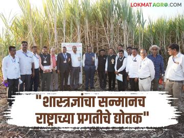 Sugarcane : उसाचे फुले ऊस 15012, फुले ऊस 13007 व फुले ऊस 15006 हे वाण अधिक सरस - कुलगुरू - Marathi News | Sugarcane varieties Phule 15012, Phule 13007 and Phule 15006 are better - MPKV Vice Chancellor | Latest agriculture News at Lokmat.com