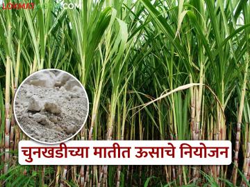 चुनखडीच्या जमिनीत ऊस पिकाचे नियोजन कसे करावे? - Marathi News | sericulture farminh silk uzi fly management shed farmer silk farming silk warm | Latest agriculture News at Lokmat.com चुनखडीच्या जमिनीत ऊस पिकाचे नियोजन कसे करावे? - Marathi News | sericulture farminh silk uzi fly management shed farmer silk farming silk warm | Latest agriculture News at Lokmat.com
