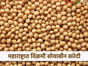 Soybean : महाराष्ट्रात यंदा ११ लाख २१ हजार मेट्रिक टन सोयाबीनची ऐतिहासिक खरेदी - Marathi News | Historic purchase of 11 lakh 21 thousand metric tons of soybeans in Maharashtra this year | Latest agriculture News at Lokmat.com Soybean : महाराष्ट्रात यंदा ११ लाख २१ हजार मेट्रिक टन सोयाबीनची ऐतिहासिक खरेदी - Marathi News | Historic purchase of 11 lakh 21 thousand metric tons of soybeans in Maharashtra this year | Latest agriculture News at Lokmat.com