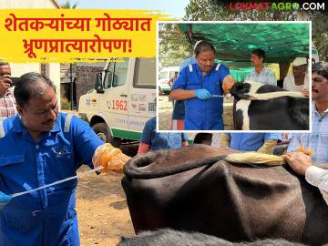 Embryo transplant : शेतकऱ्यांच्या गोठ्यात जाऊन मोफत भ्रूण प्रत्यारोपण! 'पशुसंवर्धन' अन् राहुरी विद्यापीठाचा स्तुत्य उपक्रम - Marathi News | Embryo transplant: Free embryo transplant by going to farmers' barns! A commendable initiative of Animal Husbandry and Rahuri University | Latest agriculture News at Lokmat.com