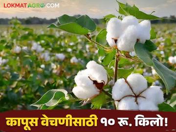 Cotton : कापूस वेचणीसाठी मजुरांना द्यावे लागतात १०-१२ रू. किलोने पैसे; बाजारात दरही मिळेना - Marathi News | Cotton Laborers have to pay Rs 10 for picking cotton Money by the kilo no market rate | Latest agriculture News at Lokmat.com