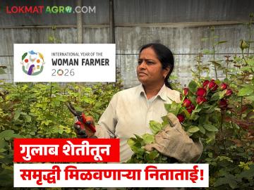 Women Farmer Nita Dhumal : ३० गुंठे गुलाब शेतीतून आर्थिक समृद्धी मिळवणाऱ्या निताताई! - Marathi News | Women Farmer Nita Dhumal: Nita, who gains financial prosperity from 30 gunthas of rose farming! | Latest News at Lokmat.com