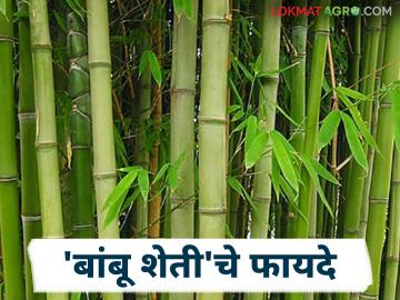 Bamboo Farming : इथेनॉल पासून ते जनावरांच्या चाऱ्यापर्यंत बांबू शेतीचे जाणून घ्या विविध फायदे - Marathi News | Bamboo Farming: From ethanol to animal fodder, learn about the various benefits of bamboo farming | Latest News at Lokmat.com