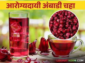 Ambadi Tea : विविध आजारांवर मात करणारा आरोग्यदायी अंबाडी चहा - Marathi News | Ambadi Tea : Healthy flax tea that overcomes various diseases | Latest News at Lokmat.com