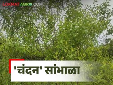 Sandalwood Trees : चंदन चोरीचे प्रमाण वाढले; नदी, नाल्यांच्या काठावर, शेतीच्या बांधावर दिसेनात चंदन वृक्ष - Marathi News | Sandalwood Trees: Increased theft of sandalwood; Sandalwood trees are not seen on the banks of rivers, drains, on farm embankments | Latest News at Lokmat.com