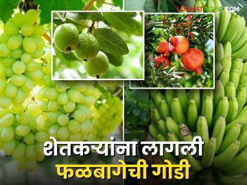 शेतकऱ्यांना लागली फळबागेची गोडी; वर्षाला ४ टक्के फळबागांच्या क्षेत्रामध्ये होतेय वाढ - Marathi News | Farmers are enjoying the fruits of orchards; The area under orchards is increasing by 4 percent per year | Latest News at Lokmat.com