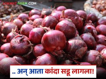 कांदा उत्पादकांच्या डोळ्यात पाणी; चाळीतील कांदा सडू लागल्याने शेतकरी हवालदिल - Marathi News | Tears in the eyes of onion growers; Farmers are worried as onions in their storage start rotting | Latest News at Lokmat.com कांदा उत्पादकांच्या डोळ्यात पाणी; चाळीतील कांदा सडू लागल्याने शेतकरी हवालदिल - Marathi News | Tears in the eyes of onion growers; Farmers are worried as onions in their storage start rotting | Latest News at Lokmat.com