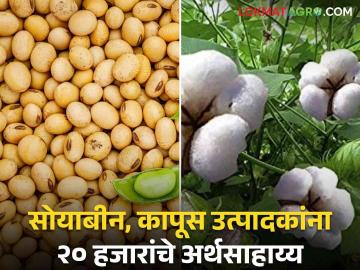 आता लवकरच मिळणार सोयाबीन, कापूस उत्पादक शेतकर्‍यांना २० हजाराचे अर्थसाहाय्य - Marathi News | Soybean, cotton farmers will get financial assistance of Rs. 20,000 soon | Latest News at Lokmat.com