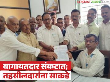 आंब्याचा मोहोर जळून खाक झाल्याने बागायतदार संकटात; तहसीलदारांना साकडे - Marathi News | Mango blossoms burnt, orchardists in trouble; Tehsildars urged | Latest News at Lokmat.com