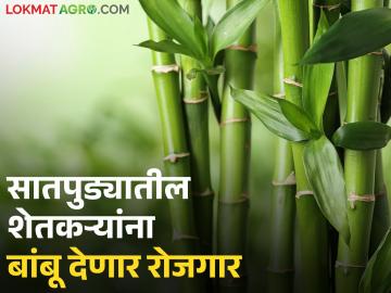 सातपुड्यातील शेतकरी कुटुंबांच्या रोजगार आणि उत्पन्नासाठी राबविले जाणार बांबू मिशन - Marathi News | Bamboo Mission to be implemented for employment and income of farming families in Satpura | Latest News at Lokmat.com