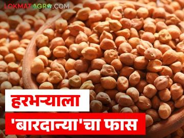 शेतकऱ्यांच्या हरभऱ्याला 'बारदान्या'चा फास; गोण्या उपलब्ध नसल्याने खरेदी प्रक्रिया ठप्प - Marathi News | Farmers' gram is facing 'bardanya'; Procurement process stalled due to non-availability of gunny bags | Latest News at Lokmat.com