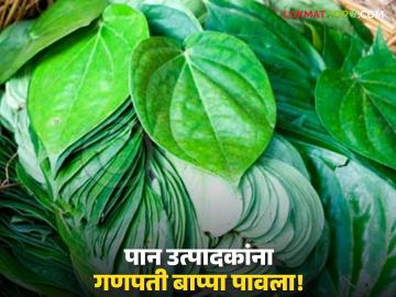मंदावलेल्या पान बाजाराला गणपती बाप्पा पावला; 'गौरी गणपती'ने पान उत्पादक शेतकऱ्यांना केले मालामाल - Marathi News | Ganpati Bappa came to the sluggish paan market; 'Gauri Ganpati' made paan farmers rich | Latest News at Lokmat.com मंदावलेल्या पान बाजाराला गणपती बाप्पा पावला; 'गौरी गणपती'ने पान उत्पादक शेतकऱ्यांना केले मालामाल - Marathi News | Ganpati Bappa came to the sluggish paan market; 'Gauri Ganpati' made paan farmers rich | Latest News at Lokmat.com