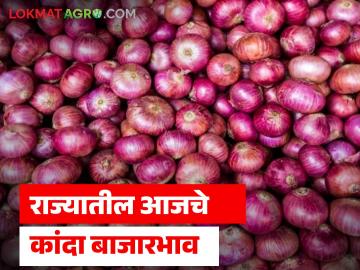निर्यात ठप्प असतांना देखील मोठ्या प्रमाणात बाजारात कांदा आवक सुरूच; वाचा काय मिळतोय दर - Marathi News | Even though exports are halted, large quantities of onions continue to arrive in the market; Read what the prices are | Latest News at Lokmat.com