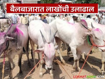 कृषी साहित्य खरेदीला वेग; मोलगी येथील बैलबाजारात लाखोंची उलाढाल कृषी साहित्य खरेदीला वेग; मोलगी येथील बैलबाजारात लाखोंची उलाढाल