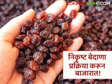 घातक केमिकलचा वापर करून बाजारात विकल्या जातोय अफगाणिस्तानी बेदाणा - Marathi News | Afghani bedana are being sold in the market using hazardous chemicals | Latest News at Lokmat.com