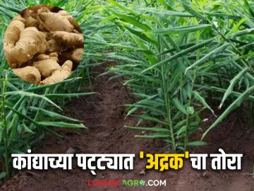 येवला होतंय अद्रक हब; ऊस, डाळिंब, द्राक्ष, कांदा पिकांना फाटा देत शेतकऱ्यांची अद्रक पिकाला पसंती - Marathi News | Yeola is becoming a ginger hub; Farmers prefer ginger crop, leaving sugarcane, pomegranate, grape, onion crops behind | Latest News at Lokmat.com