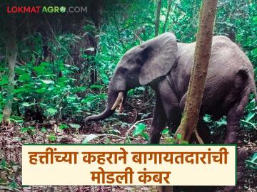 तिलारीत ऐन काजूच्या हंगामात हत्तींचा कळप एकवटला; शेतकऱ्यांची वर्षभराची मेहनत पायाखाली - Marathi News | A herd of elephants gathered in Tilaari during the cashew season; Farmers' hard work for a year is trampled underfoot | Latest News at Lokmat.com