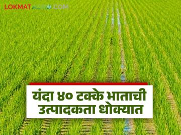 यंदा ४० टक्के भाताची उत्पादकता धोक्यात; भात पसवण्याच्या वेळेस पावसाचा जोर अधिक असल्याने शेतकरी चिंताग्रस्त - Marathi News | 40 percent rice productivity at risk this year; Farmers worried as heavy rains at the time of paddy harvesting | Latest News at Lokmat.com यंदा ४० टक्के भाताची उत्पादकता धोक्यात; भात पसवण्याच्या वेळेस पावसाचा जोर अधिक असल्याने शेतकरी चिंताग्रस्त - Marathi News | 40 percent rice productivity at risk this year; Farmers worried as heavy rains at the time of paddy harvesting | Latest News at Lokmat.com
