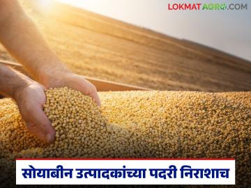 सोयाबीन उत्पादकांच्या पदरी दिवाळीनंतरही निराशा; पडत्या दराने हताश शेतकऱ्यांची भाववाढीची प्रतीक्षा कायम - Marathi News | Soybean producers remain disappointed even after Diwali; Farmers are frustrated by falling prices; Waiting for price hike continues | Latest News at Lokmat.com