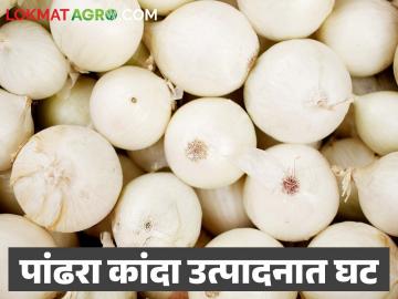 पांढरा कांदा उत्पादनात यंदा २५ टक्के घट; लहरी निसर्गाने बळीराजाच्या अपेक्षांवर फेरले पाणी