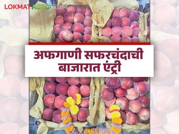 यंदा इराणहून थेट समुद्रमार्गे अफगाणी सफरचंद फळबाजारात दाखल; वाचा काय मिळतोय दर - Marathi News | Afghan apples have entered the fruit market directly from Iran by sea this year; Read what the prices are | Latest News at Lokmat.com यंदा इराणहून थेट समुद्रमार्गे अफगाणी सफरचंद फळबाजारात दाखल; वाचा काय मिळतोय दर - Marathi News | Afghan apples have entered the fruit market directly from Iran by sea this year; Read what the prices are | Latest News at Lokmat.com