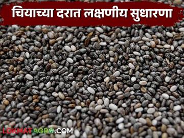 चियाच्या दरात लक्षणीय सुधारणा; हंगाम अखेर व्यापाऱ्यांचा खरेदीवर भर - Marathi News | Significant improvement in chia prices; traders focus on buying at the end of the season | Latest News at Lokmat.com चियाच्या दरात लक्षणीय सुधारणा; हंगाम अखेर व्यापाऱ्यांचा खरेदीवर भर - Marathi News | Significant improvement in chia prices; traders focus on buying at the end of the season | Latest News at Lokmat.com