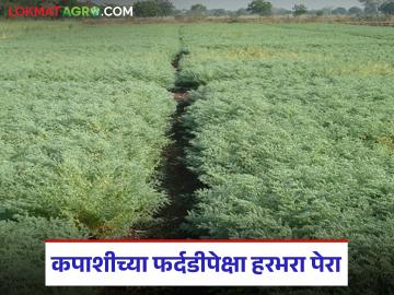 कपाशी फर्दडीच्या मागे न लागता हरभरा पेरा अन् खरीपातील उणीव रब्बीतून भरून काढा; कृषी अधिकारी - Marathi News | Sow gram instead of cotton and make up for the deficit in kharif in rabi; Agriculture officer | Latest News at Lokmat.com