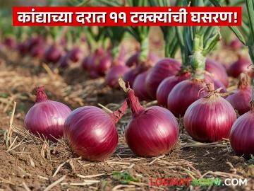 आठवडाभरात कांद्याच्या दरात ११ टक्क्यांची घसरण; आवक घटूनही दरावर दबाव - Marathi News | Onion prices drop by 11 percent in a week; Price pressure despite reduced arrivals | Latest News at Lokmat.com