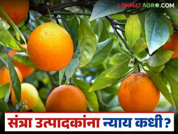 देशातला एकमेव संत्रा बेल्ट आजही प्रक्रिया केंद्राच्या प्रतिक्षेतच; संत्रा उत्पादकांना न्याय कधी? - Marathi News | The only orange belt in the country is still waiting for a processing center; When will justice be served to orange growers? | Latest News at Lokmat.com देशातला एकमेव संत्रा बेल्ट आजही प्रक्रिया केंद्राच्या प्रतिक्षेतच; संत्रा उत्पादकांना न्याय कधी? - Marathi News | The only orange belt in the country is still waiting for a processing center; When will justice be served to orange growers? | Latest News at Lokmat.com
